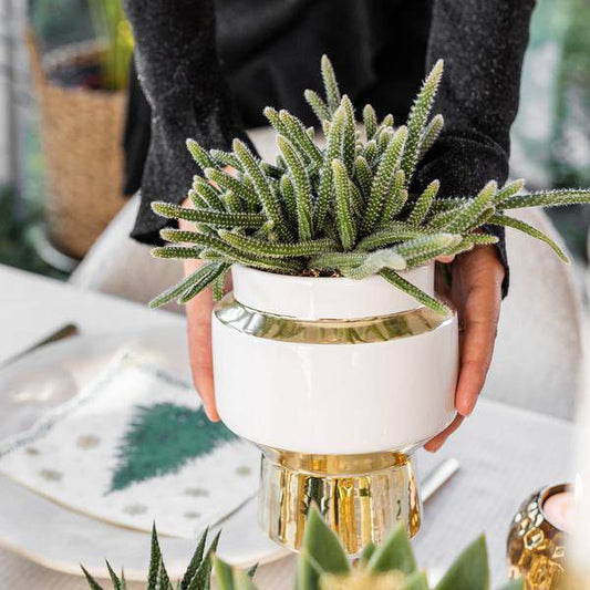 Sukkulenten 2er-Set in eleganten Le Chic Keramiktöpfen – Ø9 cm – Pflegeleichte Grünpflanzen – Weiß mit goldenen Details – Dekoratives Pflanzen-Set für Zuhause & Büro 