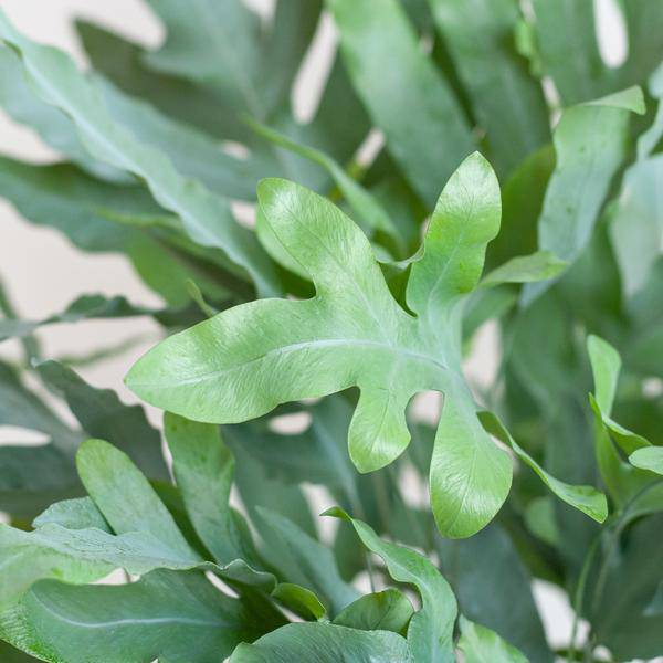 Phlebodium Aureum 'Blue Star' - Blauer Tüpfelfarn - Zimmerpflanze + Topf Viber Weiß - ↕40cm - Ø17cm