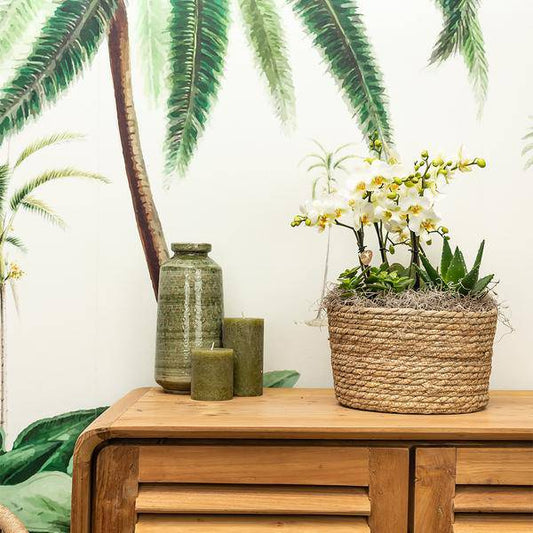 Schilfkorb Blumenschale – Ø30cm – Runde dekorative Pflanzschale aus Naturgeflecht – Handgefertigt – Für Orchideen, Sukkulenten & Zimmerpflanzen – Boho & Dschungel-Stil 