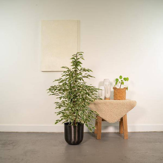 Pfauen-Korbmaranthe Calathea Makoyana – Zimmerpflanze – 55cm Höhe – Exotische Blattpflanze mit dekorativem Muster – Für helle Innenräume 