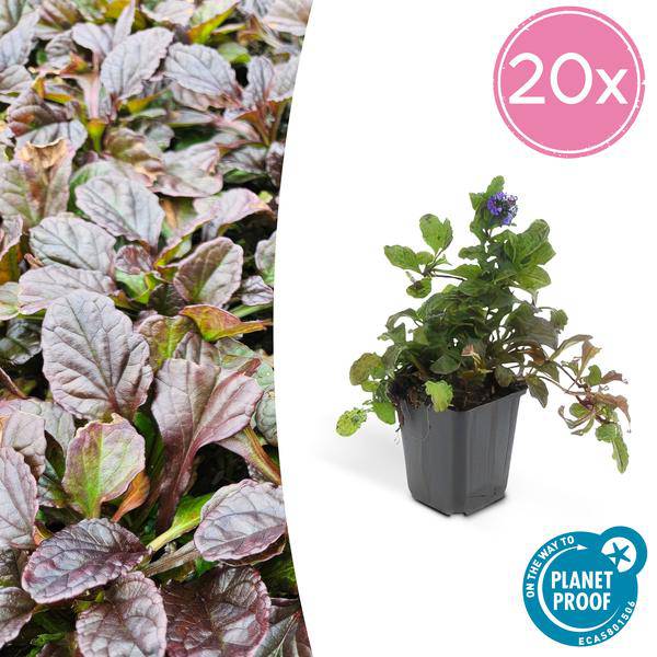 Kriechender Günsel – Ajuga reptans –  20 Pflanzen Ø9cm – ↕10-25cm – Winterharte Staude mit blauen Blüten – Ideal gegen Unkraut & für Schattenbereiche 