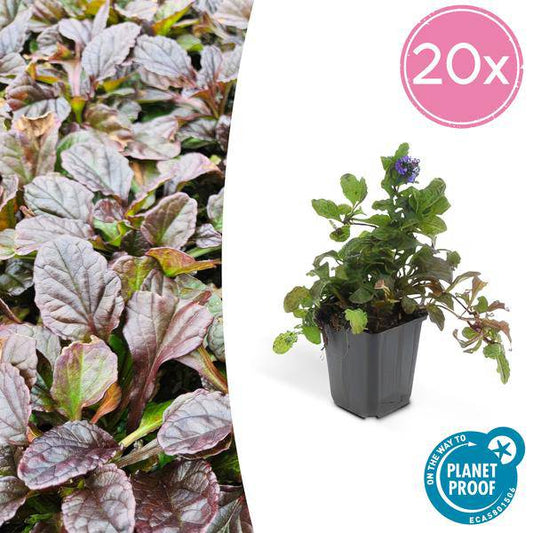 Kriechender Günsel – Ajuga reptans –  20 Pflanzen Ø9cm – ↕10-25cm – Winterharte Staude mit blauen Blüten – Ideal gegen Unkraut & für Schattenbereiche