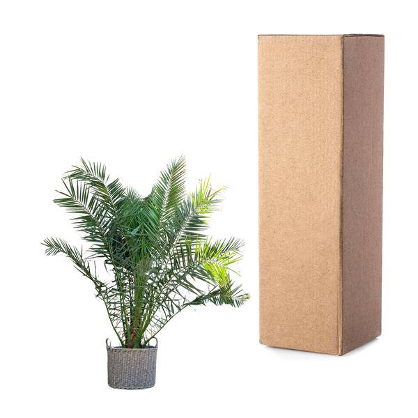 Phönix Canariensis - Kanarische Dattelpalme - 300cm - ø50cm