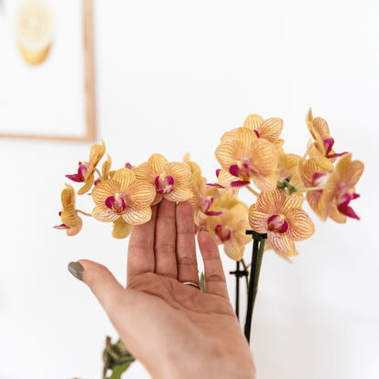 Phalaenopsis Orchidee Bozen Orange – Zimmerpflanze Ø9cm – inkl. Painted Stripe Topf Orange – Exotische Orchidee mit 2–3 Blütenstielen – Dekorative Blütenpflanze für Wohnzimmer & Büro 