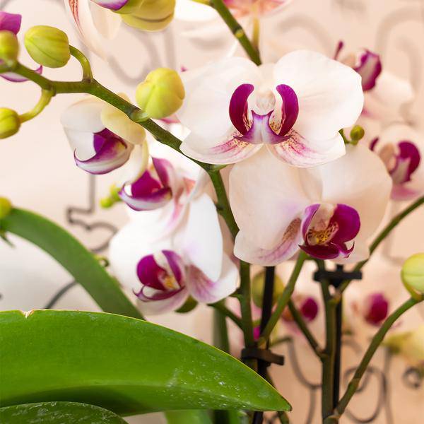 Weiße Phalaenopsis-Orchidee - Mineral Gibraltar - Topfgröße Ø9cm | blühende Zimmerpflanze - frisch vom Züchter - Oasis of Life