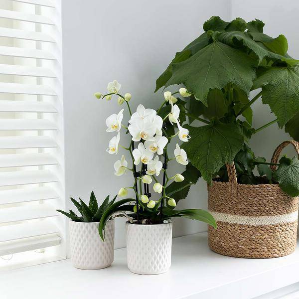 Weiße Phalaenopsis-Orchidee - Niagara Fall - Topfgröße Ø9cm | Blühende Zimmerpflanze - frisch vom Züchter - Oasis of Life