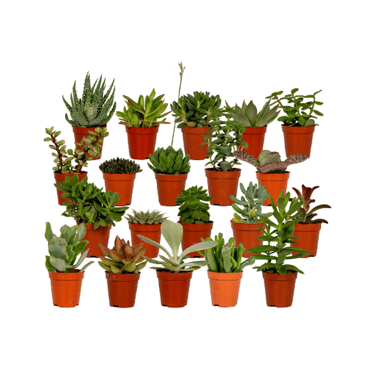 Sukkulenten Mix - Ø5,5cm - ↕7cm - 20 Stück 