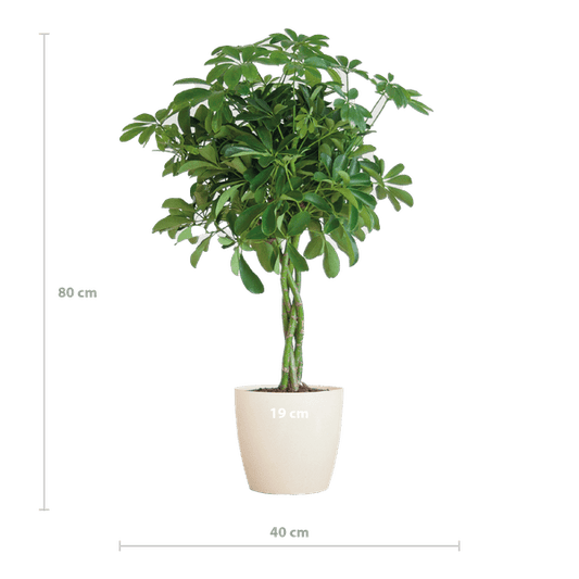 Schefflera Arboricola Nora – Birkenfeige – Zimmerpflanze + Topf Viber Weiß – ↕70cm – Ø21cm – Handförmige Blätter – Pflegeleicht & dekorativ 