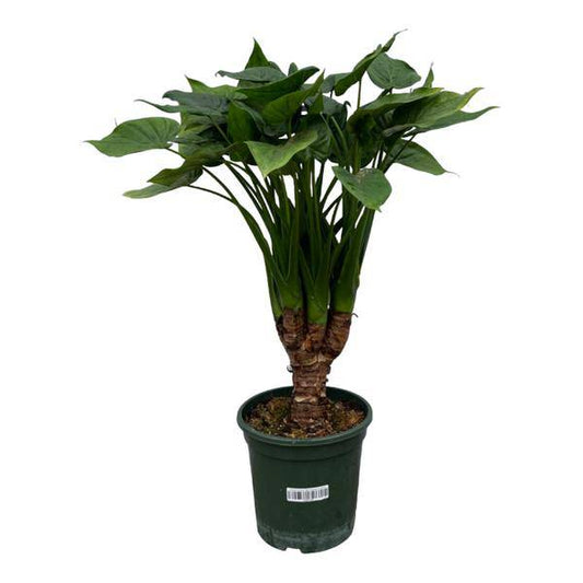 Alocasia Cucullatta - Kupfer-Pfeilblatt - Zimmerpflanze - ↕120 cm - Ø26cm