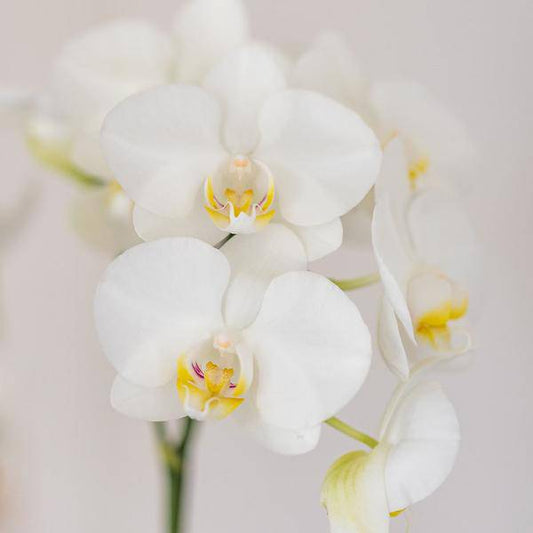 Amabilis Orchidee Weiß - Zimmerpflanze + Candy-Übertopf Blau  Ø9cm