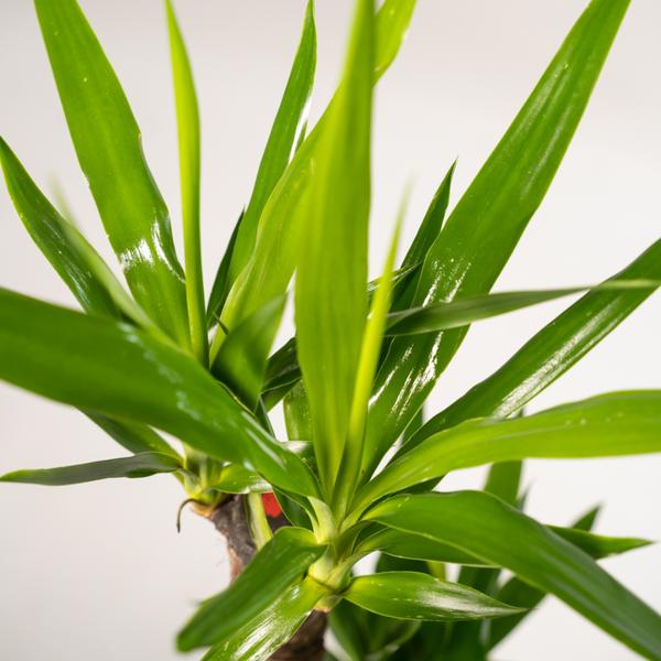 2x Yucca - ↨90cm - Ø17cm - Oasis of Life
