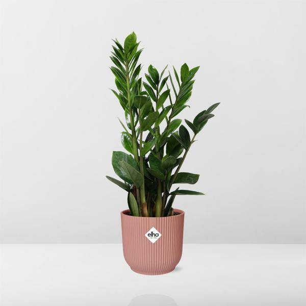 Glücksfeder - Zamioculcas - Zimmerpflanze - 45-50cm + Topf Vibes Fold 14cm Rosa