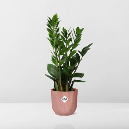 Glücksfeder - Zamioculcas - Zimmerpflanze - 45-50cm + Topf Vibes Fold 14cm Rosa