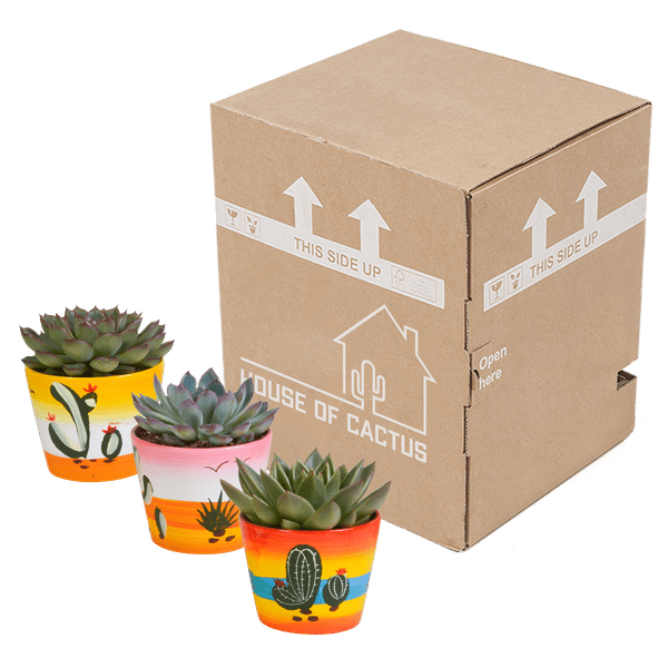 Steinrose - Echeveria Mix - Zimmerpflanze - 10,5 cm - 3 Stück - im Mexicaanse Topf