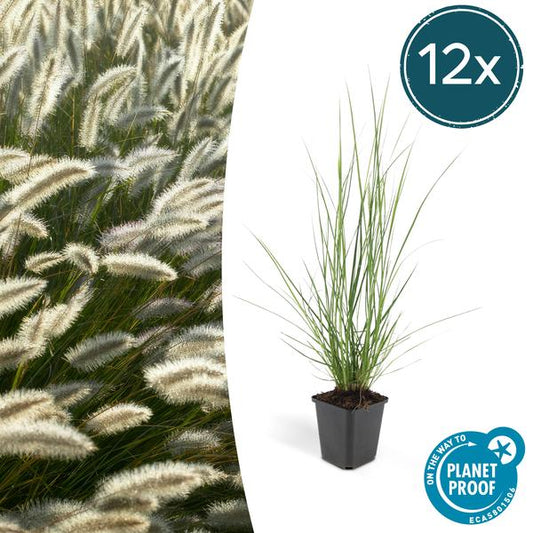 Pennisetum alopecuroides 'Hameln' – 12 Pflanzen – Lampenputzergras – Ziergras – Pflegeleicht – Sonnig & Halbschatten – Cremefarbene Blüten – Herbstblüher