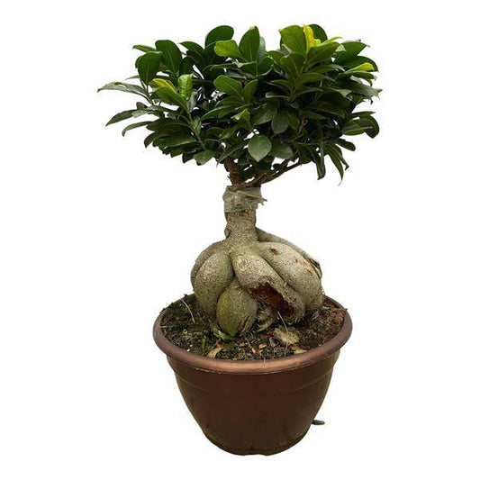 Ficus Microcarpa Ginseng – Feigenbaum Bonsai – Zimmerpflanze ↕50cm – Ø25cm – Exotische Pflanze mit verdrehten Wurzeln & kompakter Krone – Elegante Deko für Wohnzimmer & Büro 