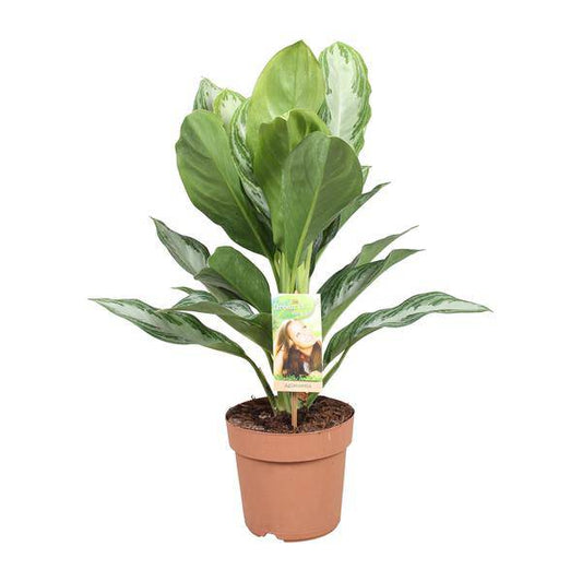 Aglaonema Silver Bay - Chinesisches Immergrün - Ø17cm - ↕55cm - Oasis of Life