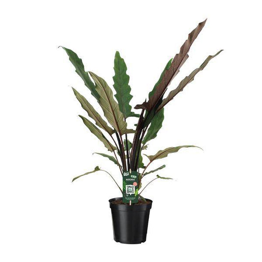 Elefantenohr – Alocasia Lauterbachiana – Zimmerpflanze – Ø19cm – ↕80cm - Exotische Pflanze mit gezackten Blättern – Blickfang für Wohnzimmer & Büro 