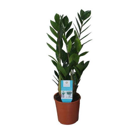 Glücksfeder - Zamioculcas Zamiifolia - Zimmerpflanze - Ø14cm - ↕55cm 