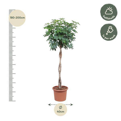 Strahlenaralie - Schefflera Arboricola Compacta - Zimmerpflanze - 190cm - ø40cm