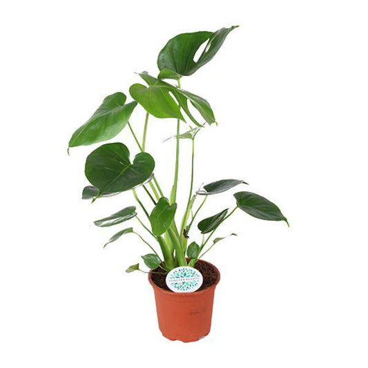 Köstliches Fensterblatt - Monstera Deliciosa - Zimmerpflanze - Ø14cm - ↕45cm