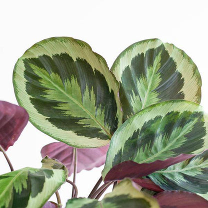 Calathea Medaillon - Korbmarante - Zimmerpflanze - ↕65cm - Ø21cm + Topf Viber Grau