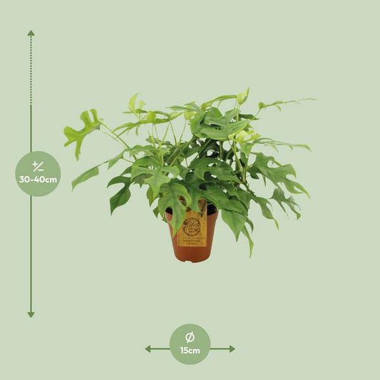 Monstera Minima - Ø15cm - ↕25cm - Oasis of Life
