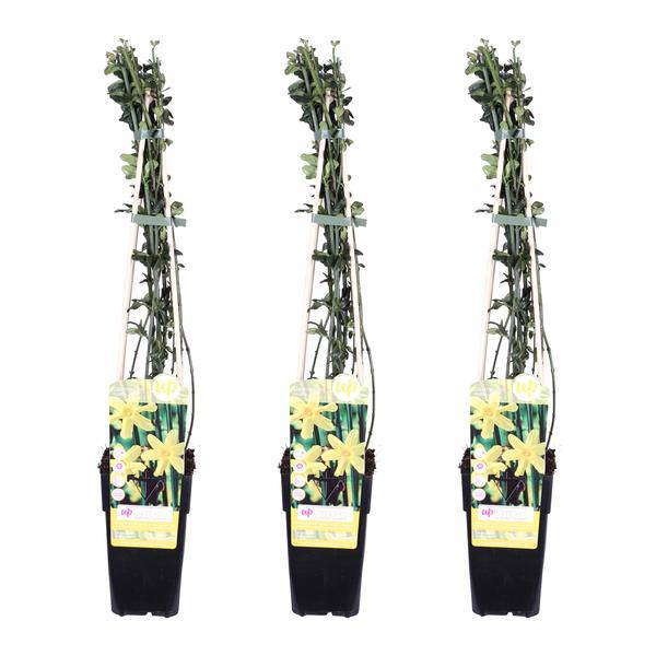 Winter-Jasmin - Jasminum nudiflorum - ↨65cm - Ø15cm - 3 Stück