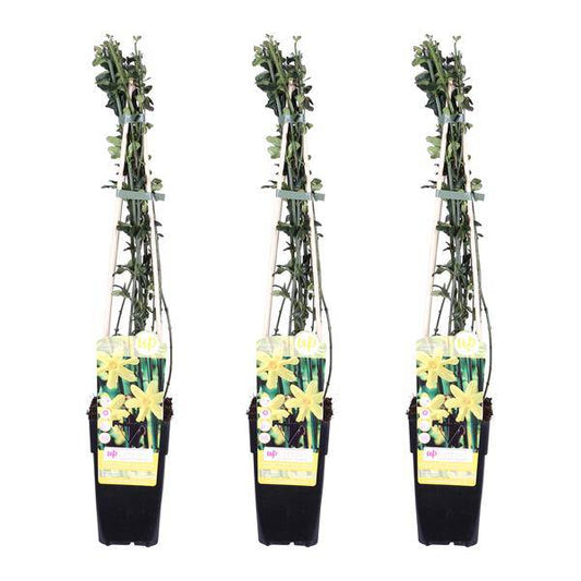 Winter-Jasmin - Jasminum nudiflorum - ↨65cm - Ø15cm - 3 Stück