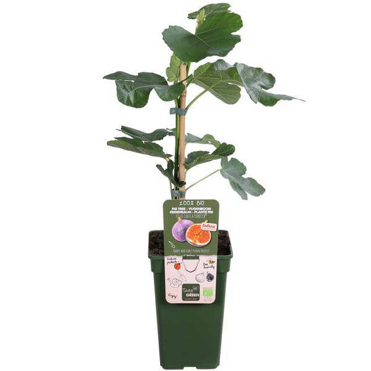 Feigenbaum - Ficus Gustissimo Perretta - Echte Feige - Ø19cm - ↨50cm