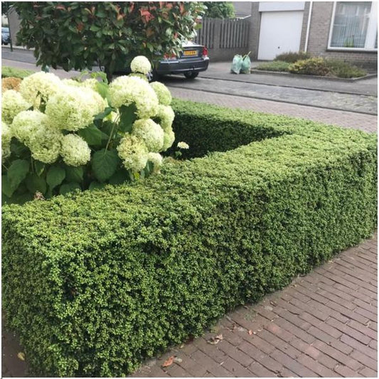 Stechpalmenhecke - Ilex crenata 'Jenny'® - 1 Meter - Pflanzenset mit 6 winterharten Heckenpflanzen - Immergrüne Hecke