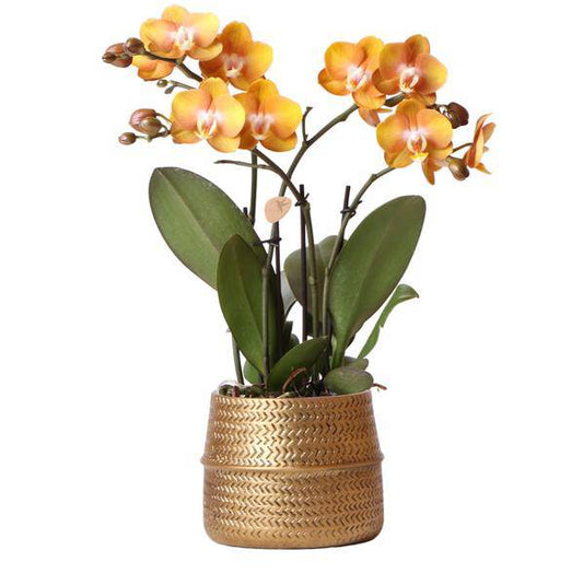 Orange Phalaenopsis-Orchidee Las Vegas im goldenen Groove-Ziertopf - Ø12cm 