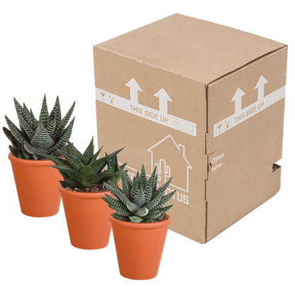 Sukkulente - Gasteria/Haworthia - Mix 8,5cm - 3 Stück + Topf