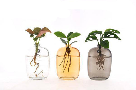 Zimmerpflanzen Mix im Santiago Glas – Hydroponie Wanddeko – 3 Pflanzen – Ø7cm – Höhe ca. 10cm – moderne Glasdekoration mit Grünpflanzen für Wohnzimmer, Büro & Geschenkideen 