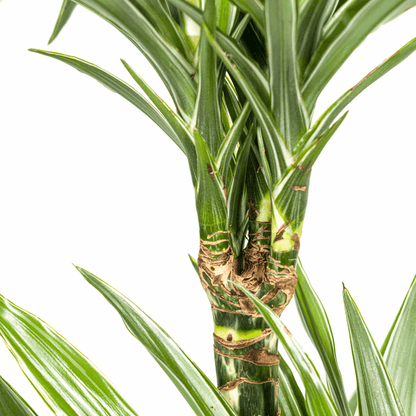 Dracaena Deremensis Weiß gestreift Ø19cm - ↕70 - 90cm