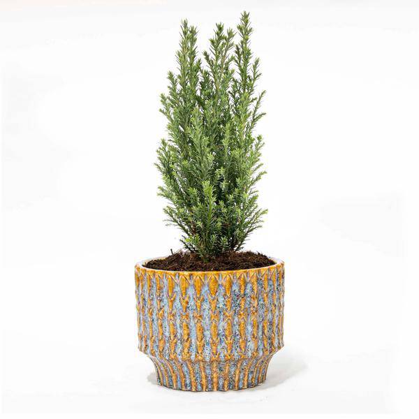 Weihnachtsbaum 'Ellwoodii' + Topf Echo - 25 - 30 cm hoch 