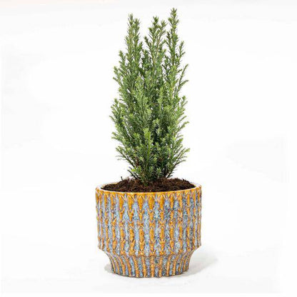 Weihnachtsbaum 'Ellwoodii' + Topf Echo - 25 - 30 cm hoch 