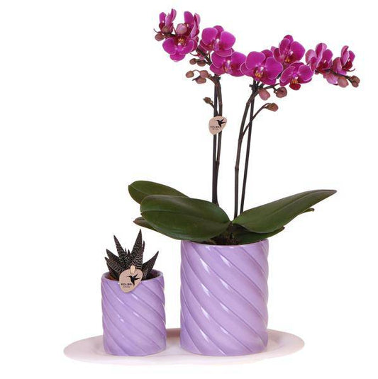 Grüne Pflanze mit Phalaenopsis Orchidee Orange + Candy Zierpflanzentöpfen auf organischen Tablett Weiß - Zimmerpflanze - Geschenkset