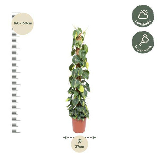 Baumfreund – Philodendron Scandens Brasil 150cm – Ø27cm – Kletterpflanze mit Moosstock – Herzförmige Blätter – Pflegeleichte Zimmerpflanze für Wohnzimmer, Büro & Wintergarten 