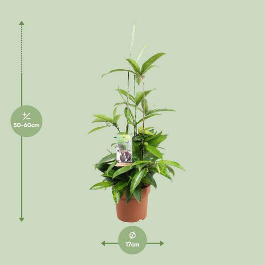 Drachenbaum - Dracaena Surculosa - Zimmerpflanze - Ø17cm - ↕55cm 