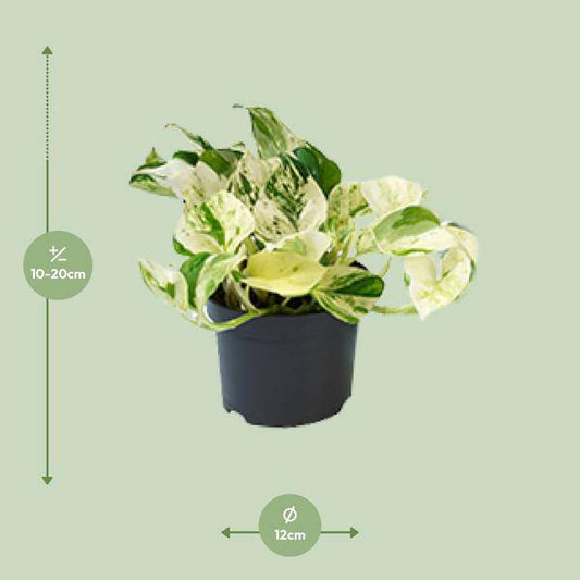 Epipremnum Happy Leaf - Scindapsus - Ø12cm - ↕15cm - Oasis of Life
