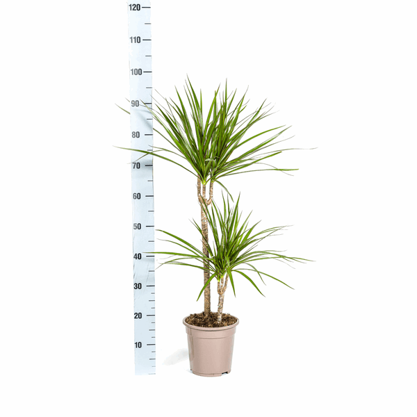Dracaena Marginata Green – Drachenbaum – Ø19cm – ↕70-90cm – Schlanke Zimmerpflanze mit dunkelgrünen Blättern – Pflegeleicht & luftreinigend 