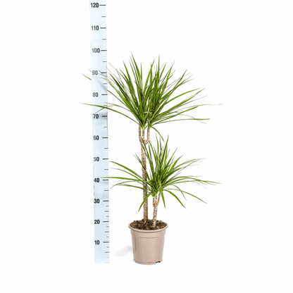 Dracaena Marginata Green – Drachenbaum – Ø19cm – ↕70-90cm – Schlanke Zimmerpflanze mit dunkelgrünen Blättern – Pflegeleicht & luftreinigend 