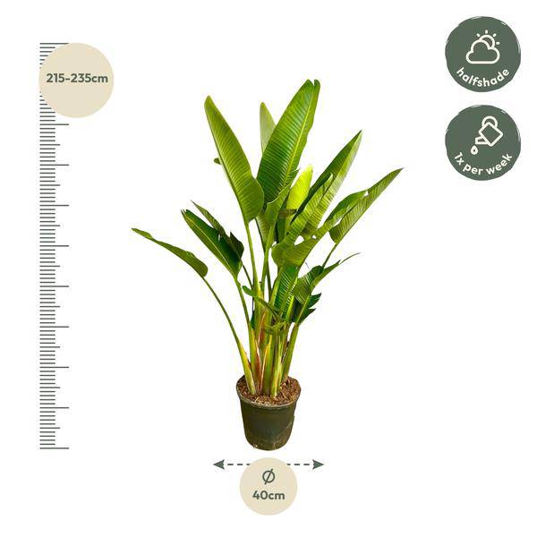 Baum-Strelitzie - Strelitzia Augusta mehrstämmig XXL - 225cm - ø40cm