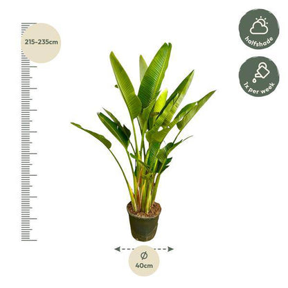 Baum-Strelitzie - Strelitzia Augusta mehrstämmig XXL - 225cm - ø40cm