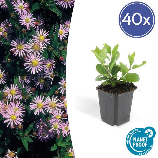 Wild-Aster – Aster ageratoides 'Asran' – Staude – Hellblaue Blüten – ↕10-25 cm – Ø9 cm – 40 Pflanzen – Herbstblüher für Sonne & Garten