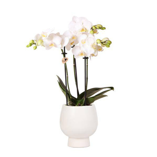 Kolibri Orchids | Weiße Phalaenopsis Orchidee - Amabilis + Scandic Ziertopf weiß - Topfgröße Ø9cm - 45cm hoch | blühende Zimmerpflanze im Blumentopf - frisch vom Züchter - Oasis of Life