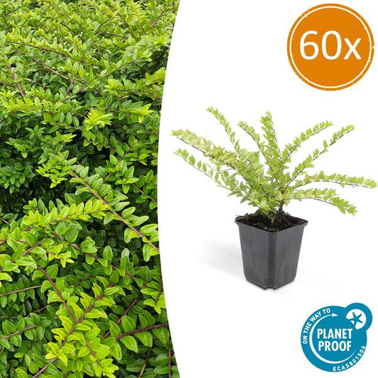Lonicera nitida 'Maigrün' – Heckenmyrthe – 60 Pflanzen – Immergrüner Bodendecker & Heckenpflanze – Sonne & Schatten – Pflegeleicht & Robust
