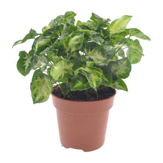 Purpurtute - Syngonium Pixie - Zimmerpflanze - Ø12cm - ↕20cm