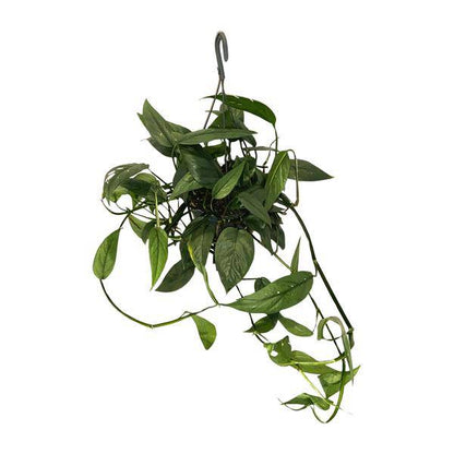 Efeutute - Epipremnum Cebu Blau - Zimmerpflanze - Ø15cm - ↕45cm
